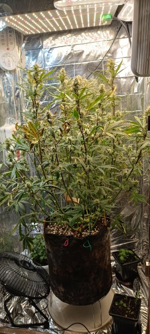 IMG_20241222_161911.jpg IMG_20241222_161911.jpg