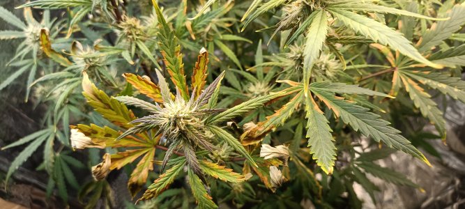 IMG_20241222_161923.jpg IMG_20241222_161923.jpg