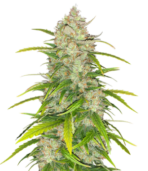 1735045163217.png 1735045163217.png