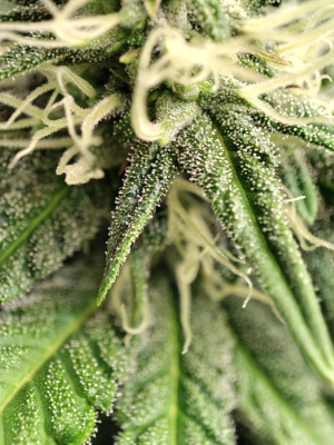 1735242162543.png 1735242162543.png