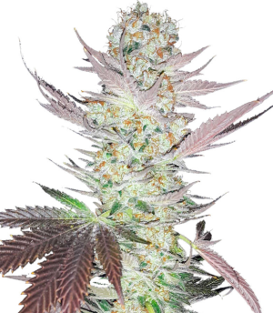 1735595665017.png 1735595665017.png