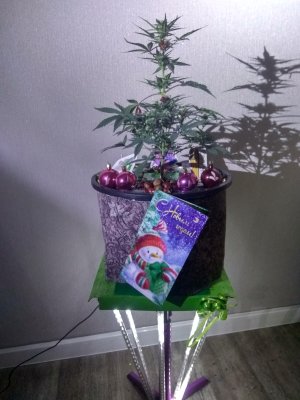 IMG_20241226_222600_для БридераHDR.jpg