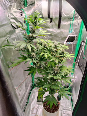 1735818861366.png 1735818861366.png