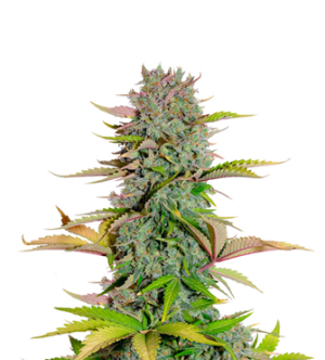 1736077266718.png 1736077266718.png