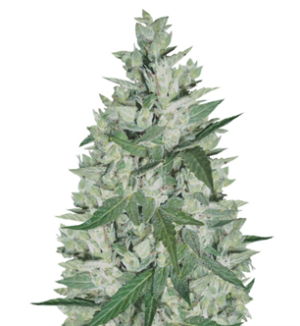 1736077270318.png 1736077270318.png