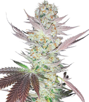 1736173249200.png 1736173249200.png