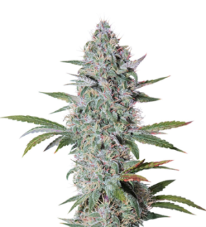 1736343098762.png 1736343098762.png