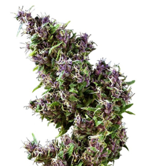 1736615187373.png 1736615187373.png