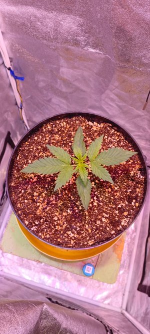 Изображение WhatsApp 2025-01-14 в 19.03.54_2e849e1b.jpg