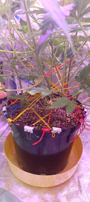 Изображение WhatsApp 2025-01-14 в 19.46.22_2ddbb99d.jpg