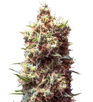 1737214545989.png 1737214545989.png