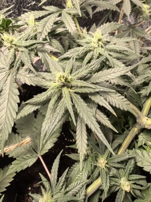 IMG_20250122_180224.jpg IMG_20250122_180224.jpg