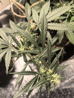 IMG_20250122_180205.jpg IMG_20250122_180205.jpg