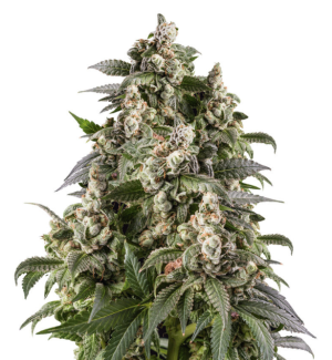 1737551264039.png 1737551264039.png