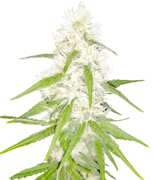 1737631131938.png 1737631131938.png