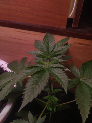 IMG_20250126_100506.jpg IMG_20250126_100506.jpg