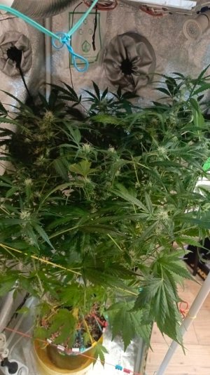 Изображение WhatsApp 2025-02-03 в 14.09.33_88cd5882.jpg