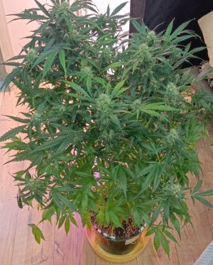 Изображение WhatsApp 2025-02-03 в 14.50.45_f86c6dfd.jpg