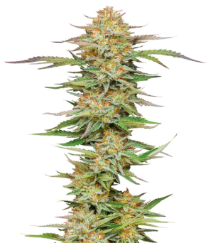 1738774932208.png 1738774932208.png