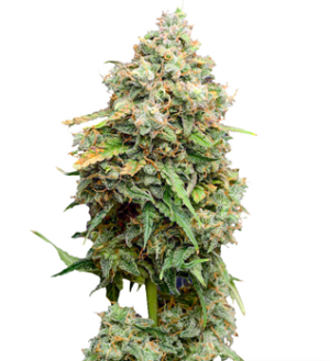 1738866349001.png 1738866349001.png