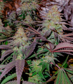 1738953532082.png 1738953532082.png