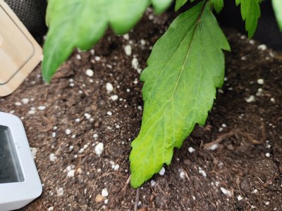 IMG_20250211_210712.jpg IMG_20250211_210712.jpg