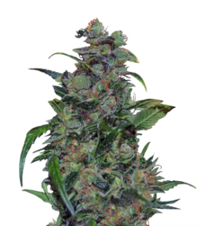 1739959185511.png 1739959185511.png