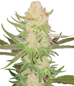 1741089242669.png 1741089242669.png