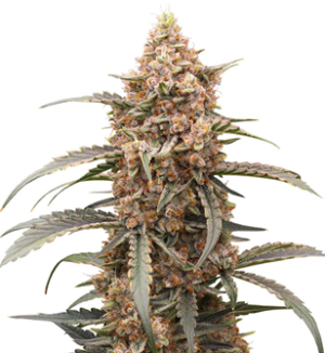 1741287999063.png 1741287999063.png