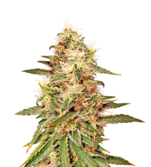 1741288006671.png 1741288006671.png