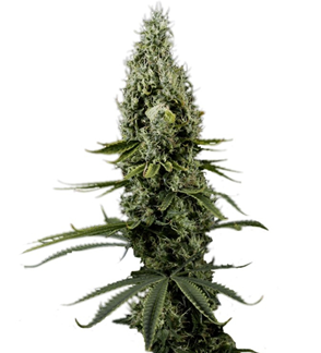 1741442689006.png 1741442689006.png