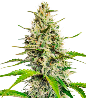 1741639044035.png 1741639044035.png