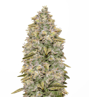 1742156589487.png 1742156589487.png