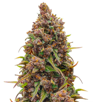 1742156600358.png 1742156600358.png