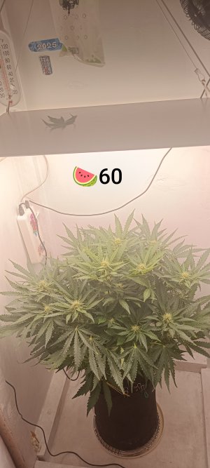 IMG_20250317_181303.jpg IMG_20250317_181303.jpg