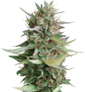 1742277349293.png 1742277349293.png