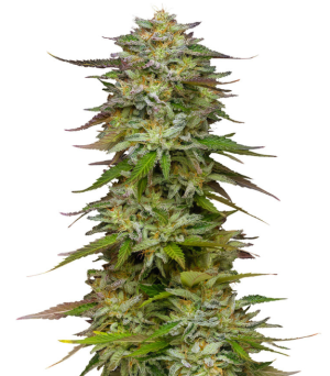 1742421242322.png 1742421242322.png