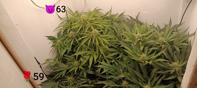 IMG_20250320_170638.jpg IMG_20250320_170638.jpg