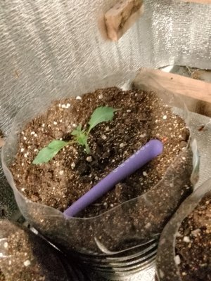 7 подарочная..jpg