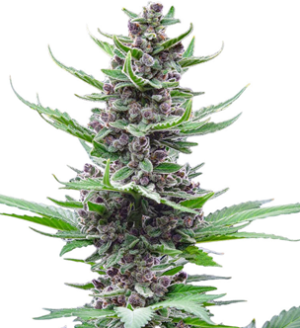 1742882748789.png 1742882748789.png