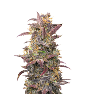 1743485618278.png 1743485618278.png