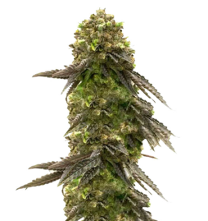 1743485630543.png 1743485630543.png