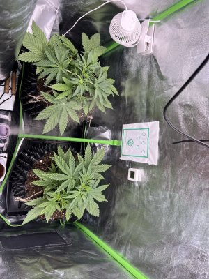 IMG_6269.jpeg IMG_6269.jpeg