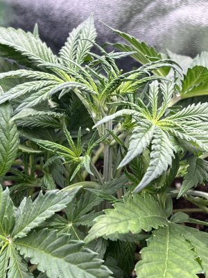 IMG_6270.jpeg IMG_6270.jpeg