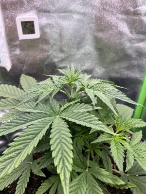 IMG_6271.jpeg IMG_6271.jpeg