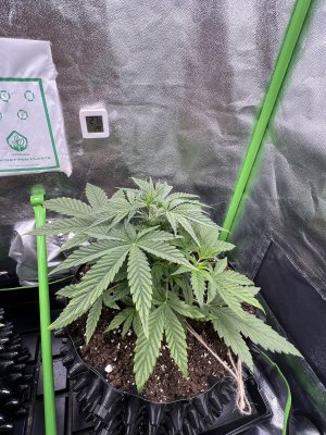 IMG_6274.jpeg IMG_6274.jpeg