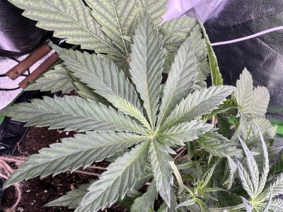 IMG_6275.jpeg IMG_6275.jpeg