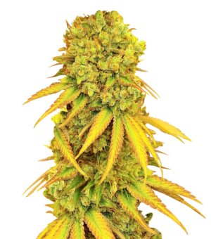 1743958049935.png 1743958049935.png