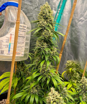 1743958189100.png 1743958189100.png