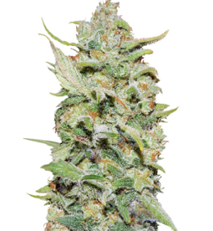 1744013833183.png 1744013833183.png